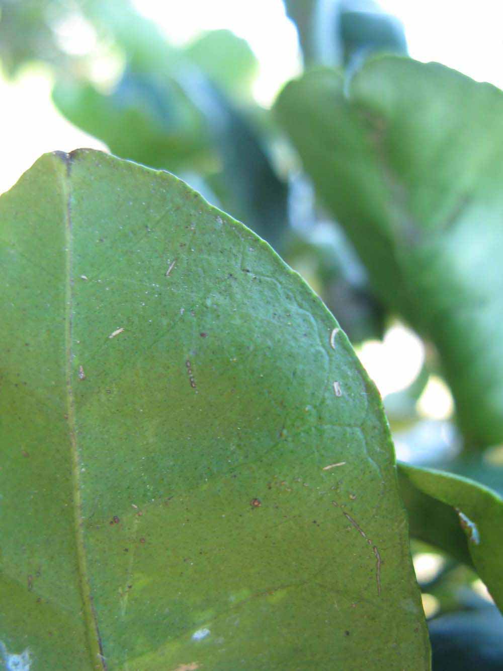            Margin (Winter Haven, FL)   